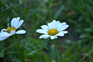 Chamomile.

