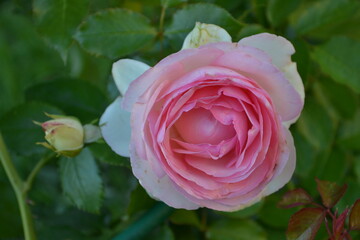 Pink rose.