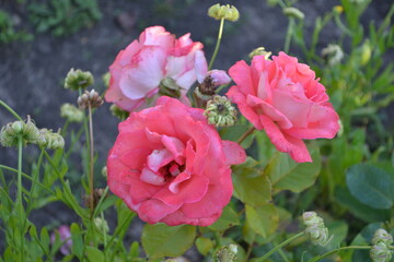 Rose in the garden.

