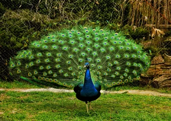 Fotobehang peacock with feathers © AdAstraPhoto