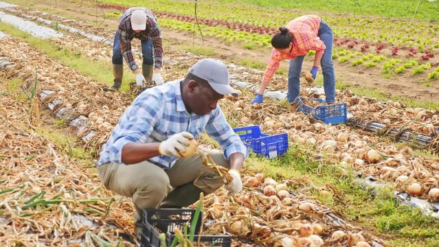 African-american man farmer harvesting onion with plantation workers. 
