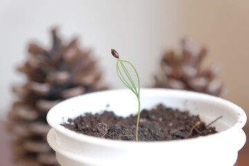Christmas tree sprout. a small sprout of a Christmas tree, the needles of which have not yet completely freed themselves from the seed. evergreen tree sprout
