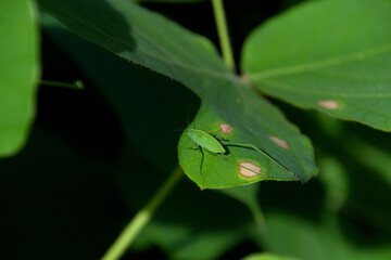 ツユムシの幼虫