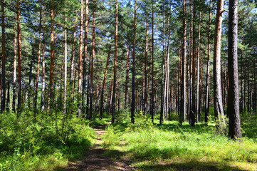 Pine forest on a sunny afternoon at the end of August. The path passes through the forest. Beautiful sunlight. Forest summer landscape. 