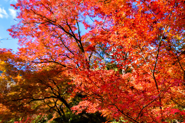 秋の京都・宝厳院の庭園で見た、赤やオレンジなどの色鮮やかな紅葉と背景の青空