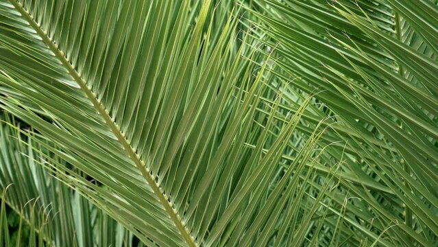 Green fresh leaf of tropical exotic date palm tree close-up