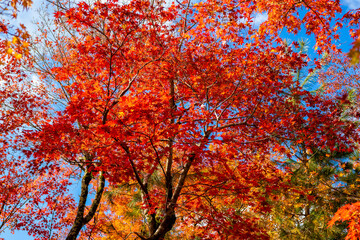 Fototapeta na wymiar 秋の京都・宝厳院の庭園で見た、真っ赤な紅葉と背景の青空