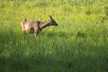Grazing doe outdoors in the meadow.