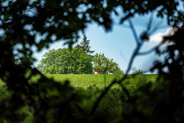 A view from the forest of a doe grazing in a field.
