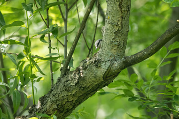 A nuthatches peep out from behind a branch.