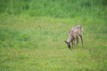 Grazing doe outdoors in the meadow.