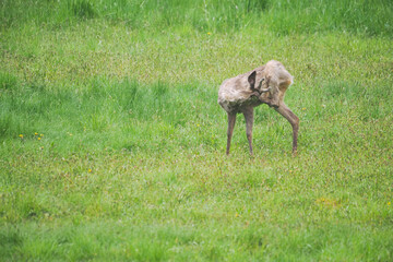 Naklejka na ściany i meble The roe deer scratches itself with its hind legs.