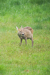 Grazing doe outdoors in the meadow.