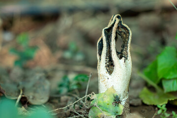 stinkhorns mushroom in the forest 