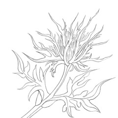 hand drawn flower. Botanical illustration of eryngium. Realistic illustration of eryngium flower for postcards, books, posters, wallpaper, textiles. Botanic sketch.