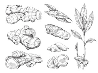Ginger set with root, pieces, powder and leaves in sketch style.