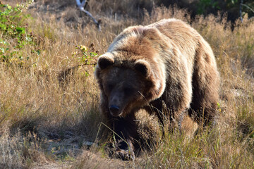 Braunbär