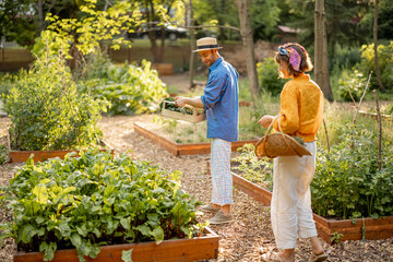 Two young adult farmers walk together with freshly picked vegetables, harvesting at local farmland. Concept of sustainable and healthy lifestyle