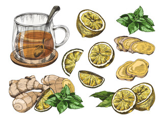 Ginger tea vector set. Hot herbal drink in glass cup: lemon, ginger root whole and sliced and mint. Color vintage sketch