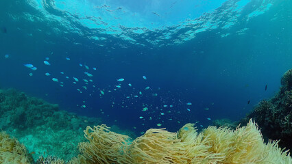 Tropical fishes and coral reef, underwater footage. Seascape under water. Philippines.