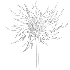 black and white flower. Botanical illustration of eryngium. Realistic illustration of eryngium flower for postcards, books, posters, wallpaper, textiles. Botanic sketch.