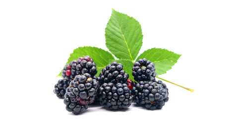 Blackberries - blackberries and blackberry leaves on a white background