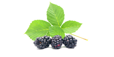Blackberries - blackberries and blackberry leaves on a white background