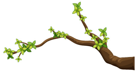 Tree branch isolated on white background © GraphicsRF