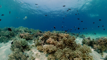 Underwater Scene Coral Reef. Tropical underwater sea fishes. Philippines.