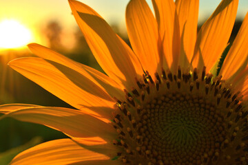 夕暮れのひまわり