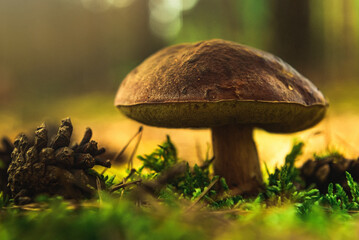 White mushroom boletus grows in a coniferous forest. edible mushrooms