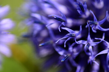 ヒゴタイの中の宇宙