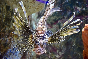 ハナミノカサゴ