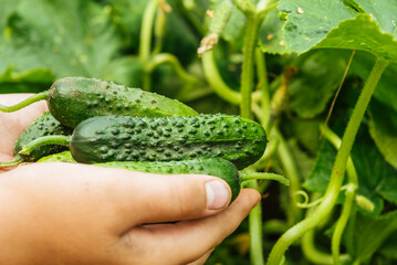 Obraz premium Hands holding fresh cucumbers from the garden. Growing vegetables. Hill of cucumbers