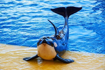 Killer whale or orca (Orcinus orca) , Tenerife