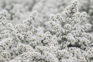 The beautiful white flower cutter field is a flower garden open for tourists to see the beauty in winter. white flower cuttert is a flowering plant with good meaning Such as pure love