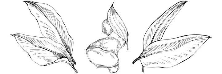 Ginger vector isolated plant with leaves. Herbal engraved style illustration. Detailed organic product sketch.The best for design logo, menu, label, icon, stamp.