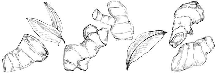 Ginger vector isolated plant with leaves. Herbal engraved style illustration. Detailed organic product sketch.The best for design logo, menu, label, icon, stamp.