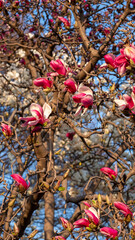Pink magnolia 