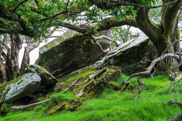 Fototapeta na wymiar tree in the woods with rocks, moss and green grass