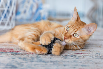 Ginger kitten is played with a toy on the carpet at home.