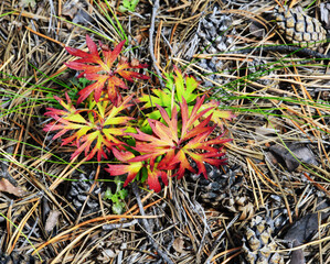 Beautiful red carved grass leaves in the forest. They turned red at the end of summer. Natural maturation. View from above.
