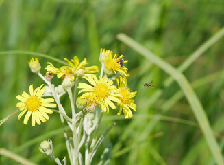 Bees collect honey from Damask, a perennial herbaceous plant. Summer. A sunny day.