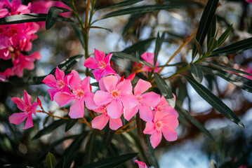 Bright pink oleander flowers against blue sky