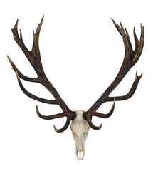 Big Red Deer Antlers - hunting trophy isolated on  white. - 521956979