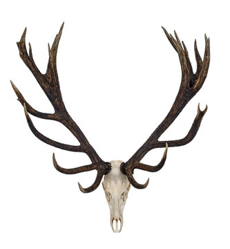Big Red Deer Antlers - hunting trophy isolated on  white.