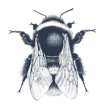 detailed black and white bee clip art preview