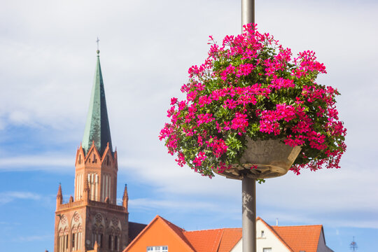 Pink flowers in front of the historic church of Trzebiatow