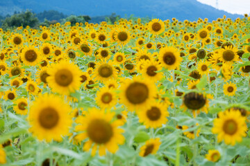 真夏の太陽に向かい元気よく咲く向日葵たち