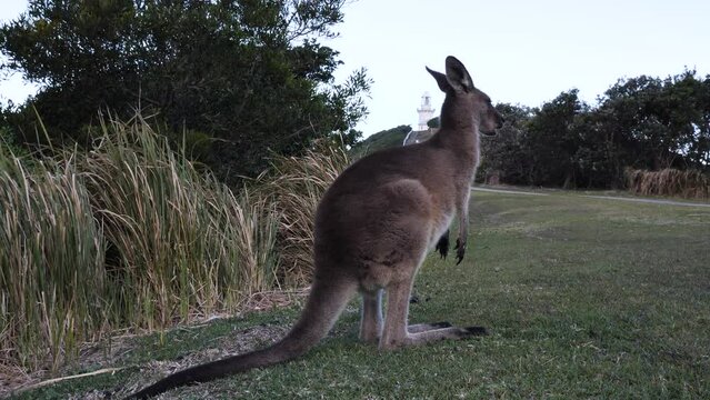 Kangaroo grazing on a windy coastline headland with a scenic lighthouse background. South West Rocks Australia